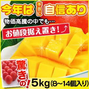 【直】台湾産 アップルマンゴー 5kg 1箱